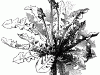 49488_dandelion_lg
