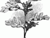 49545_oak_leaves_mth