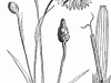 55423_dandelion_md