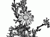 57136_chamomile_mth