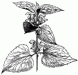 58925_lamium-album_mth
