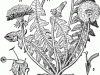 60805_dandelion_md