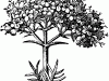 61208_valerian-fl_lg