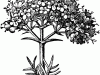61208_valerian-fl_md