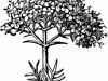 61208_valerian-fl_sm