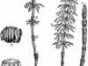 61369_horsetail_mth