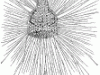 62201_radiolarian_mth