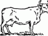 63265_female-cow_mth