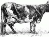 dairycow_12091_mth