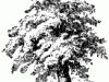 oak-tree_1_mth
