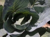 cabbage