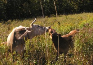 A cow and her calf in the field.