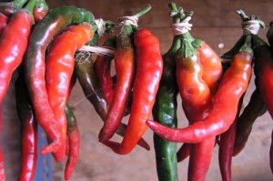 Hot peppers drying